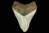 Fossil Megalodon Tooth - North Carolina #131592-1